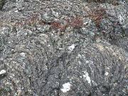 Contorted Rocks and Shrubs