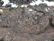 Contorted Rocks And Moss