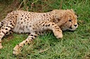 Baby Cheetah