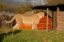 Adult Cheetah