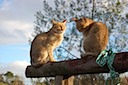 African Wild Cats