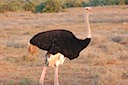 Ostrich