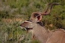 Kudu #2