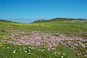 Daisies