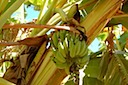 Banana Tree