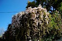 Backyard Flowers