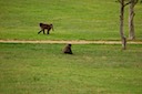 Baboons