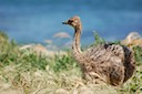 Baby Ostrich