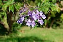 Jacaranda Blossom