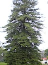 Norway Evergreen Tree