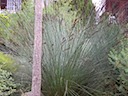 Thatched roof plants