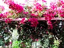 The Bougainvilleas